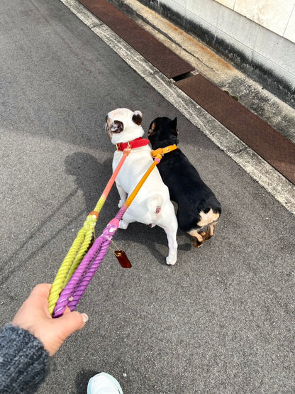 犬用レザー首輪とリードを付けた犬